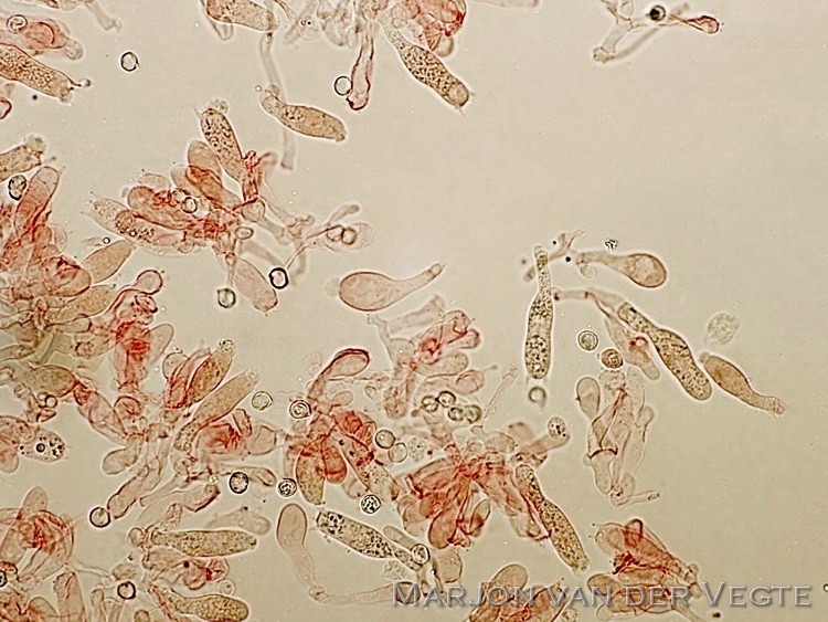 Hertensatijnzwam - Entoloma pluteisimilis
